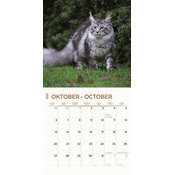 Calendrier 2025 Maine Coon Chats de Race