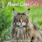 Calendrier mural 2025 Maine Coon Chats de Race