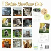 Calendrier Papier 2025 British Shorthair Chats de Race