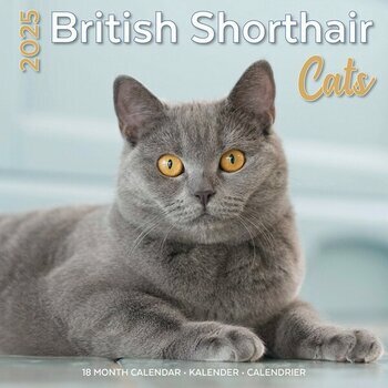 Calendrier 2025 British Shorthair Chats de Race