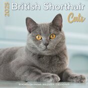 Calendrier Mural 2025 British Shorthair Chats de Race