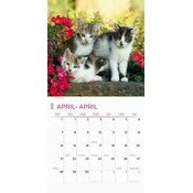 Calendrier 2025 Amour des Chatons 