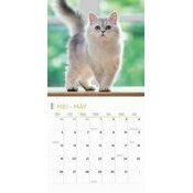 Calendrier 2025 Amour des Chats Passion 