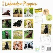 Calendrier Papier 2025 Labradors Chiots Toutes Couleurs