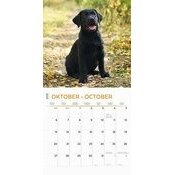 Calendrier 2025 Labradors Chiots Toutes Couleurs