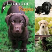 Calendrier Mural 2025 Labradors Chiots Toutes Couleurs