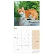 Calendrier 2025 Chats Roux Charmant