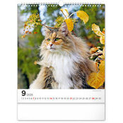 Calendrier 2025 Chats Sublimes