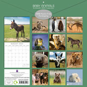 Calendrier Ourson 2025 Bbs Animaux Ours Ane