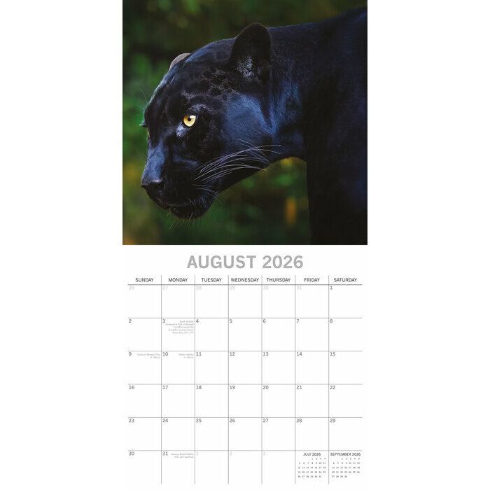 Calendrier Mural 2026 Grands Félins  Tigre