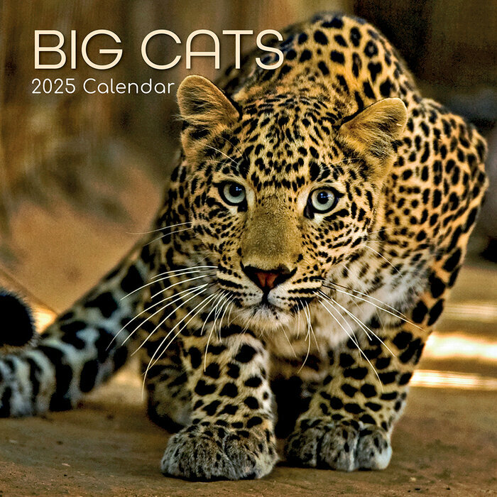 Calendrier Mural 2025 Grands Félins Panthère Lion Tigre