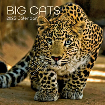 Calendrier 2025 Grands Félins Panthère Lion Tigre