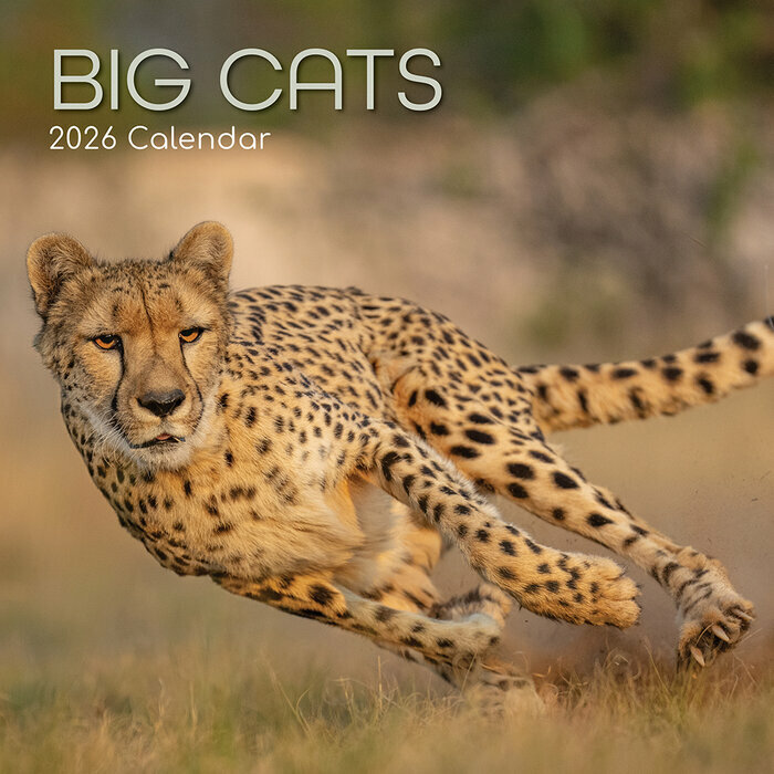 Calendrier Mural 2026 Grands Félins Panthère Lion Tigre