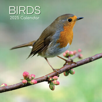 Calendrier 2025 Oiseaux Communs Jardins