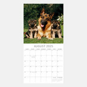 Calendrier Mural 2025 Chiens et chiots