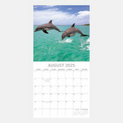 Calendrier Dolphin 2025 Animaux Marins Dauphins