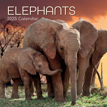 Calendrier 2025 Eléphants Asie et Afrique