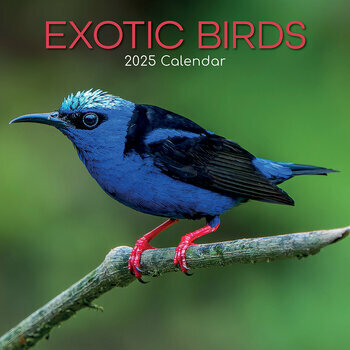 Calendrier 2025 Oiseaux Exotiques