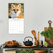 Calendrier 2025 Renards Malicieux