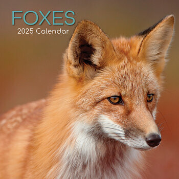 Calendrier 2025 Renards Malicieux