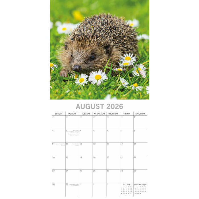 Calendrier Papier 2026 Hérissons de nos Jardins