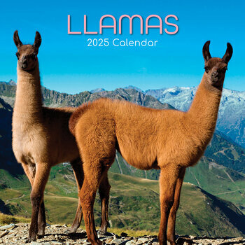 Calendrier 2025 Camélidé Lamas