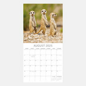 Calendrier Timon 2025 Suricate Sentinelle