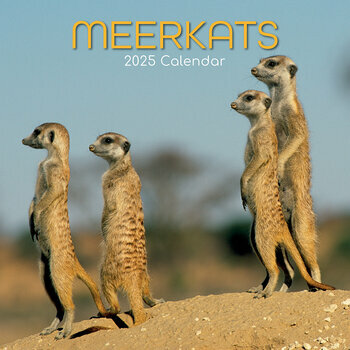 Calendrier 2025 Suricate Sentinelle