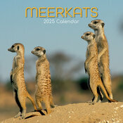 Calendrier Mural 2025 Suricate Sentinelle