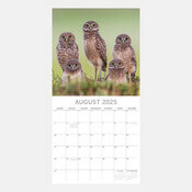 Calendrier Hiboux 2025 Chouettes Majestueuses