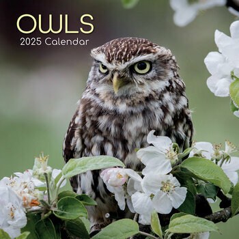 Calendrier 2025 Chouettes Majestueuses