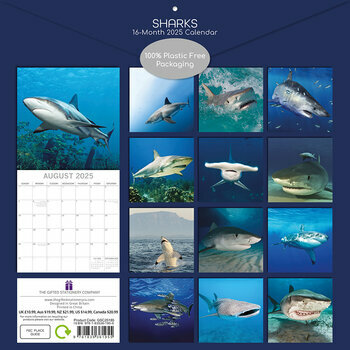 Calendrier 2025 Requins Squales