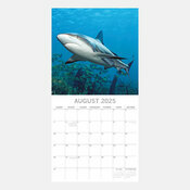 Calendrier Vie sous marine 2025 Requins Squales