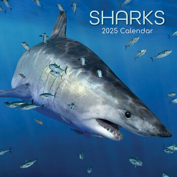 Calendrier 2025 Requins Squales