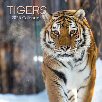 Calendrier 2025 Tigre Félins