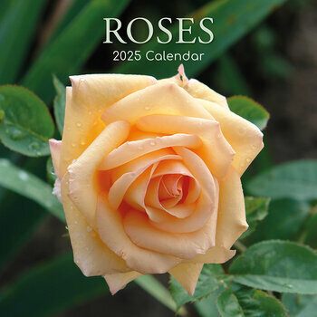 Calendrier 2025 Roses et Boutons de Rose