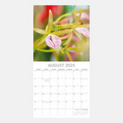 Calendrier Phalaenopsis 2025 Fleurs d'Orchides