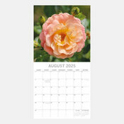 Calendrier Tulipes 2025 Beaut des Fleurs Tulipes Roses