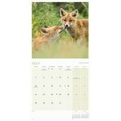 Calendrier 2025 Renards Renardeaux