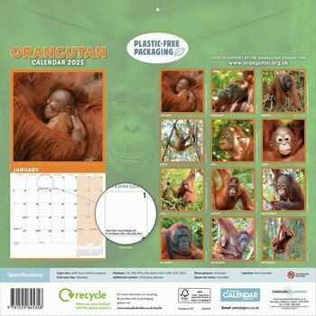 Calendrier 2025 Orang-Outan Primates