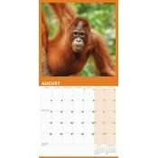 Calendrier 2025 Orang-Outan Primates