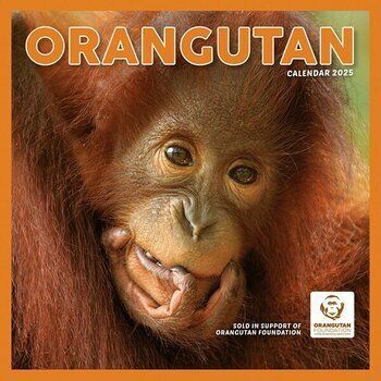 Calendrier 2025 Orang-Outan Primates