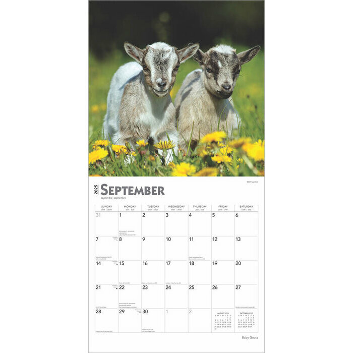 Calendrier 2025 Bébés Chèvre Chevreaux