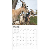 Calendrier Papier 2025 Chvres Boucs Chevreaux