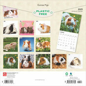 Calendrier Papier 2025 Cochons d'Inde Guinea Pig