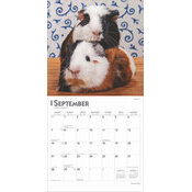 Calendrier 2025 Cochons d'Inde Guinea Pig