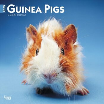 Calendrier 2025 Cochons d'Inde Guinea Pig