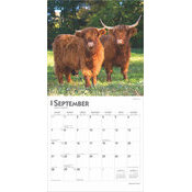 Calendrier 2025 Vaches de Race Highland 