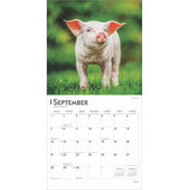 Calendrier 2025 Porcelet Cochon de la Ferme