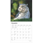 Calendrier 2025 Tigres Blancs Royaux